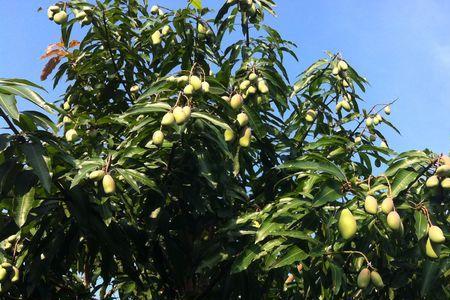 芒果树一年可以长多高