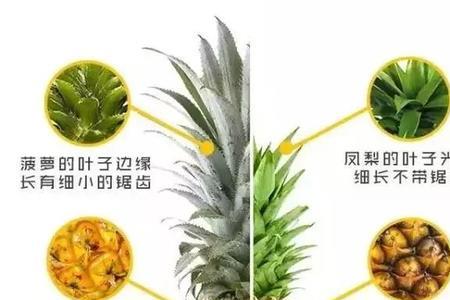 黄梨和菠萝有什么区别