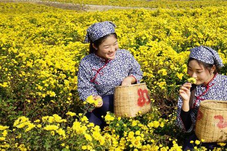 菊花采摘后怎么泡制