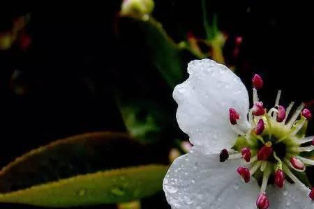 花的学校下雨时的什么心情