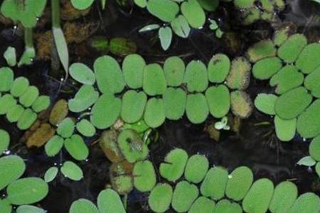 浮萍属于淡水生物还是海水生物