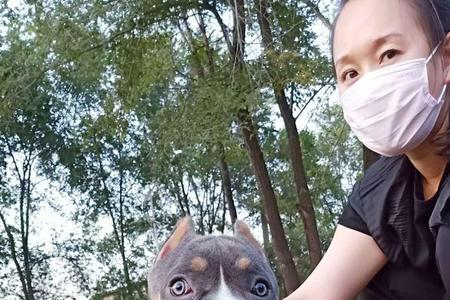 恶霸犬几个月停止长身高