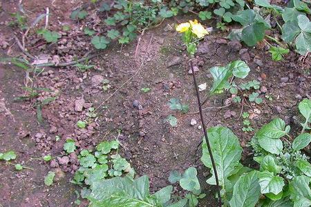 荠菜和黄花菜有什么区别