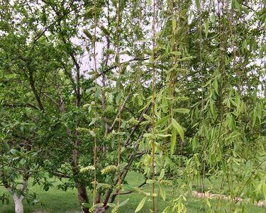 枣树的雄花和雌花什么样