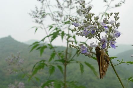 黄荆树有毒吗