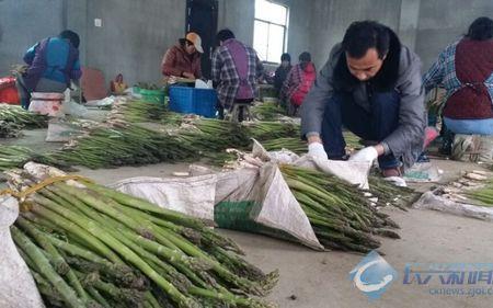 芦笋采摘用不用留一棵