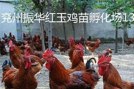 两年泰山雄鸡好吃吗