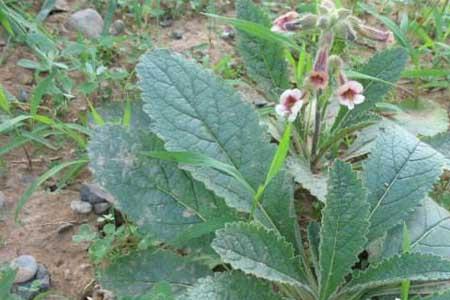 野生地黄与种植地黄的区别