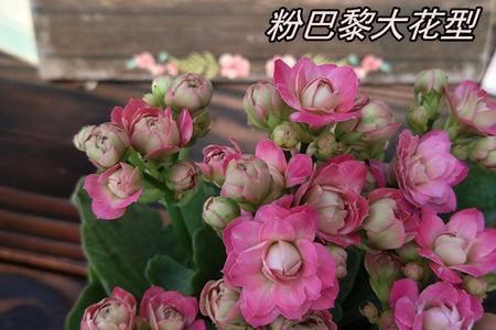 长寿花大宝系列优缺点