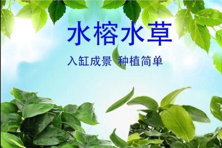 小鱼缸养什么植物