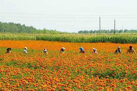 菊花什么时候种植最合适