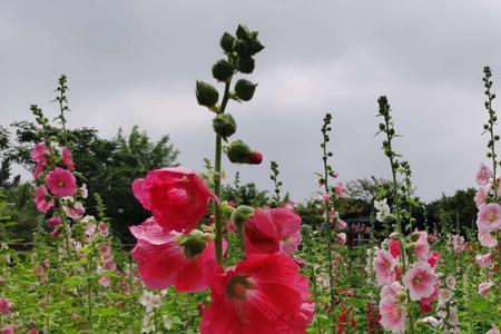 蜀菊花怎么种