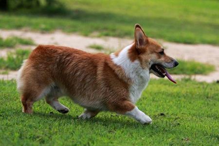 柯基犬和小鹿犬家养哪个比较好