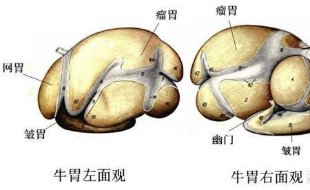 一个胃上面一横出头念什么