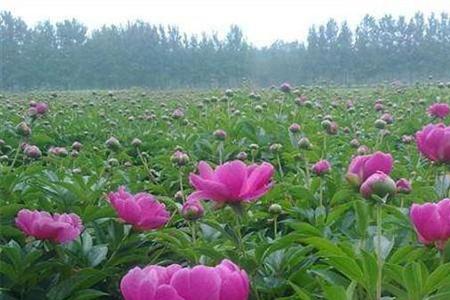 芍药冬天种植什么时时候发芽