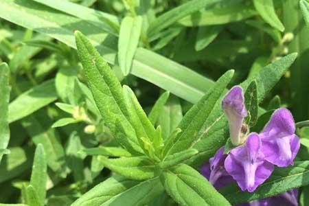 黄芩开花有蜜吗