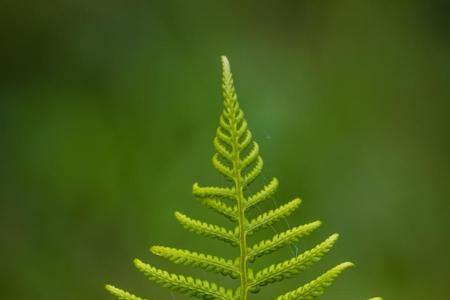 蕨类植物叶子蔫了怎么回事