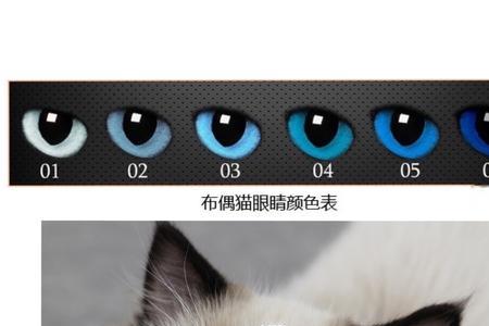 小猫瞳孔在什么时候会变圆