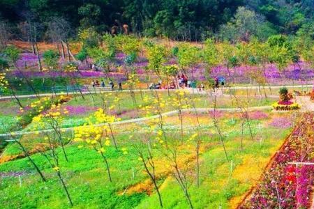 西樵山环山花海门票多少