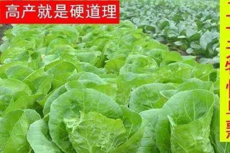 四季快菜可以做干菜吗