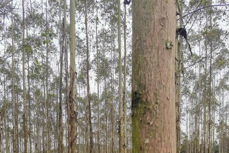 20亩能种多少棵桉树