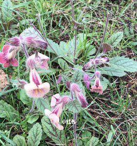 野生地黄和种植地黄有区别吗