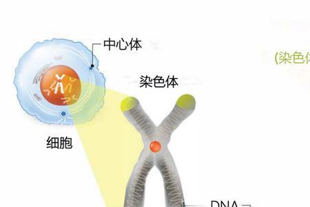 细胞质中是否有DNA