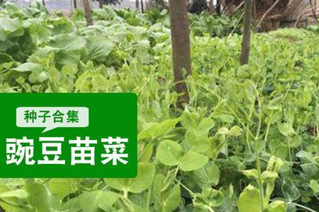 一棵荷兰豆苗能产多少荷兰豆