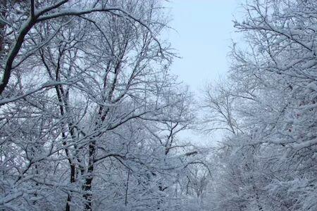 雪景文中的雪有什么特点