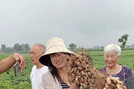 河南吨花一号花生种子