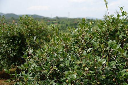 油茶放什么颜色更深