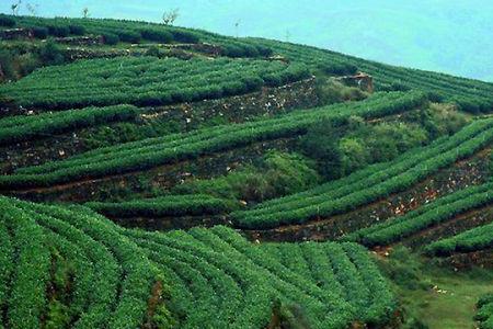 保山茶区有哪些茶山