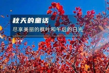 秋之白华四字红色的什么