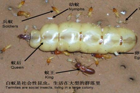 堆沙白蚁特点