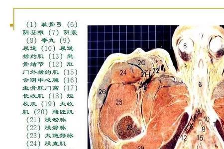 生物解剖和人体解剖一样吗