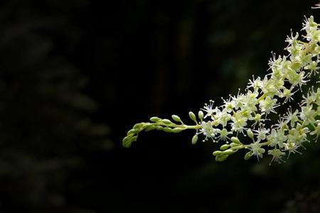 藤三七用什么除草剂杀死