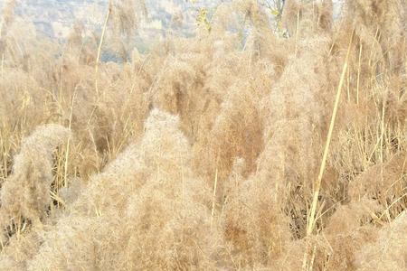 芦花开花的正确方法