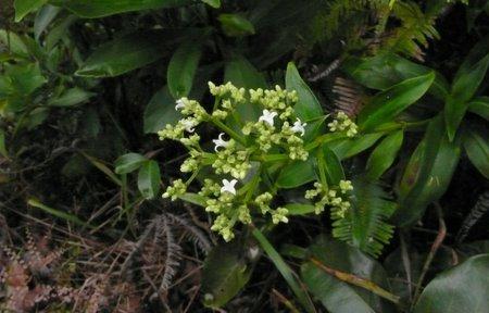 猪毛子花学名