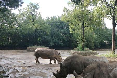 杭州野生动物世界下雨怎么办