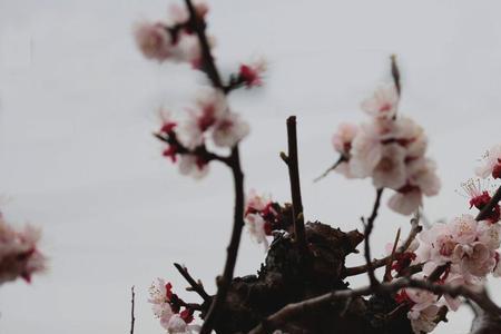 杏花开放时节下的雨叫什么