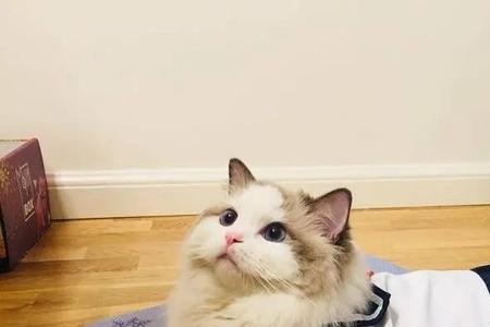 猫咪威尼斯衣服为什么那么贵