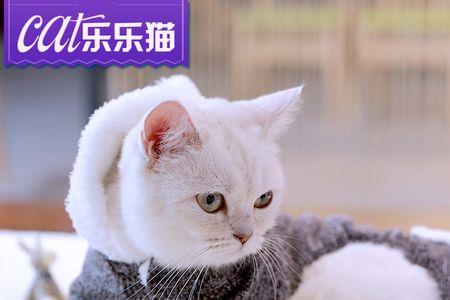 猫咪衣服是买两脚还是四脚的好