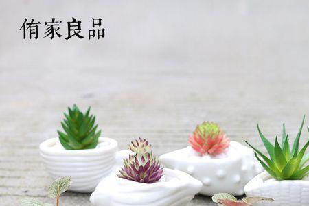 贝壳可以垫花盆底吗