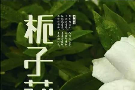 栀子花结构