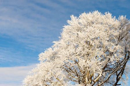 芝兰雪树什么意思