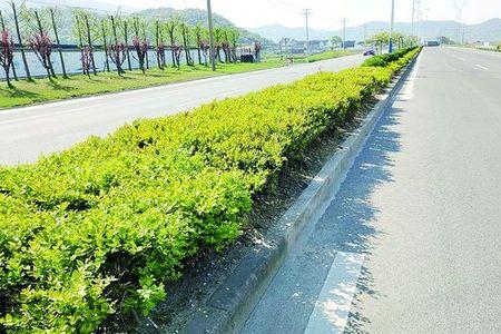 省级公路两侧绿化带种植标准