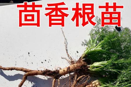 小茴香的根冬天可以冻死吗