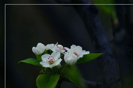 桃花开梨花落歌名