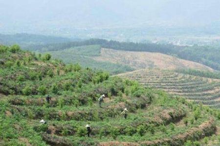 山茶油种植间距是多少