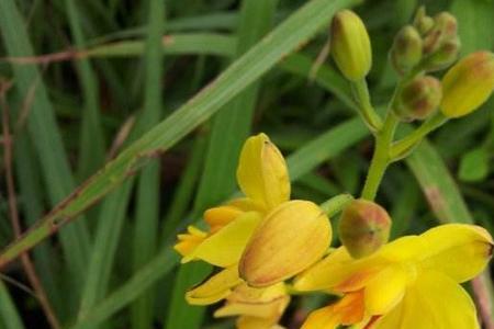 白芥子与白芨有什么区别